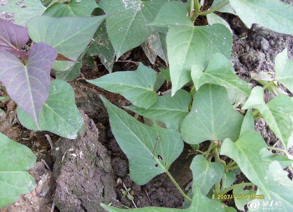 红薯/甘薯/山药/山芋