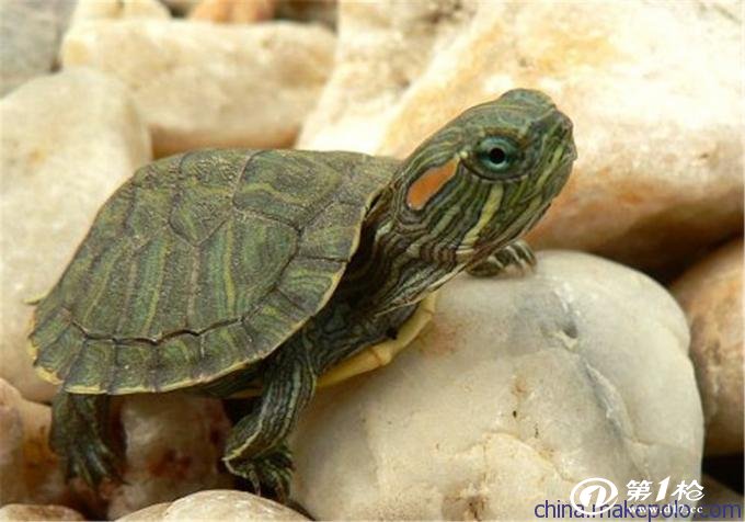 巴西龟 巴西龟苗活体 巴西红耳龟 广东龟场批量出货