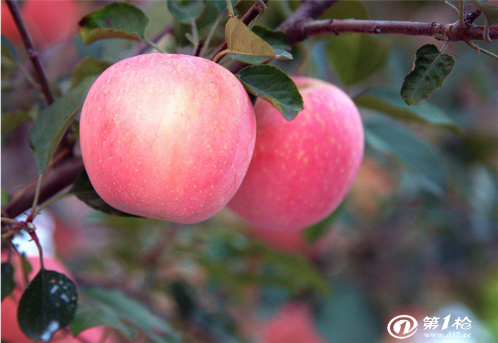 供应早熟苹果产地花冠苹果价格红富士苹果基地嘎啦苹果
