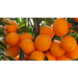 桂林纽荷尔脐橙树多少钱