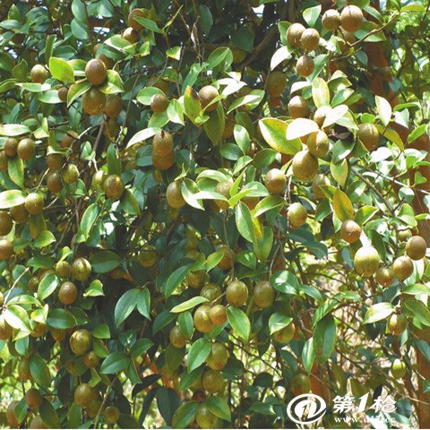 供应茶麸的价格 茶籽的产区 桐麸 花生麸的特征