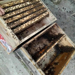 抄乐乡蜜蜂出售,蜜蜂出售哪家好,贵州蜂盛(优质商家)