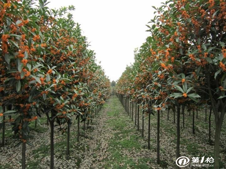 桂花报价 月桂 丹桂 八月桂花树 银桂 四季桂 潢川金桂白腊