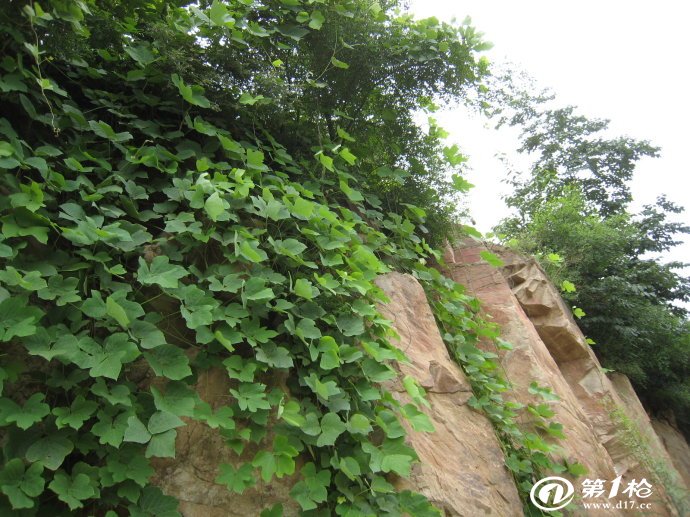 沙土适合种植什么植物