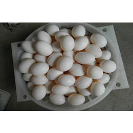 鸽蛋营养|山西鸽蛋|山东中鹏农牧