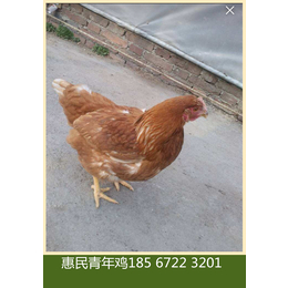 鹤壁市惠民青年鸡 海兰灰蛋鸡青年鸡养殖技术资料免费送啦