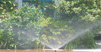 智能灌溉系統幫助果樹低于剛問風災，保證鱷梨豐收