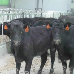 山西肉牛养殖基地小肉牛犊肉牛价格