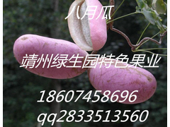 中华肾果-八月瓜