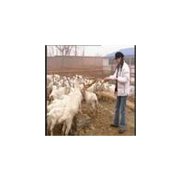 山东旭旺养殖场冬季销售一批肉羊