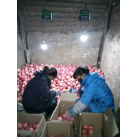 2017陕西近期膜袋红富士苹果最新最新价格