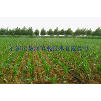 重庆酉阳县玉米小麦微喷带灌溉工程供应齐全