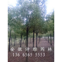 安徽肥西香樟基地大量出售精品香樟树规格2-30公分缩略图
