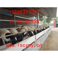 供新疆杜泊羊多少钱一只 杜泊羊销售市场行情