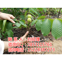 贵州安顺良种核桃苗技术1矮化核桃苗种植1****核桃苗基地