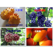 靖州县绿生园特色果业种植专业合作社