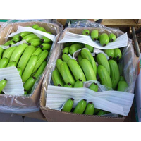 湛江雷州香蕉大蕉 ****香牙蕉龙牙蕉 粉蕉 香蕉 全国销售****