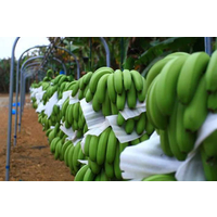  广东香蕉 湛江香牙蕉龙牙蕉产地 配送****粉蕉 大蕉 香蕉代购 缩略图