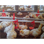 嘉汇农牧公司原装安装的鸡用水线缩略图3