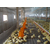 嘉汇农牧公司原装安装的鸡用水线缩略图4