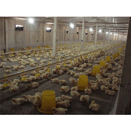 山东济宁嘉汇农牧机械设备有限公司优惠促销的鸡鸭自动供水线