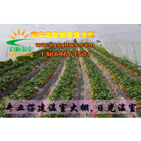 日光温室大棚种植草莓怎样栽培才能高产？