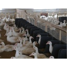 嘉汇农牧公司批发代理的鸭用产蛋箱