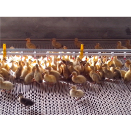 嘉汇农牧公司*的鸭用自动供水线