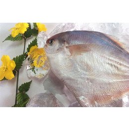 鲳鱼|济宁带冰鲳鱼批发|万斛食品