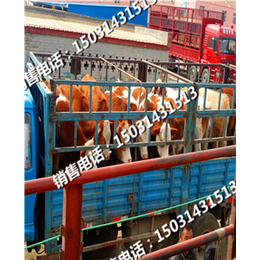 安徽河北肉牛销售市场西门塔尔牛价格