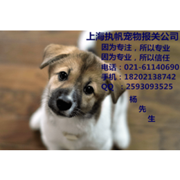 上海SH入境宠物代理报关报检清关隔离