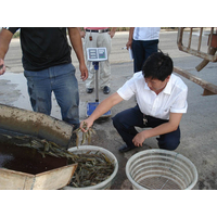 南美白对虾养殖中的常见问题-虾霸9号摘录