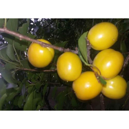 珍珠油杏树苗价格、兰州珍珠油杏、新泰超越苗木