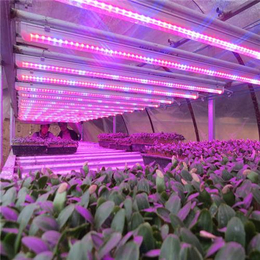 鑫龙海农业照明(图)|山东植物补光灯|植物补光灯