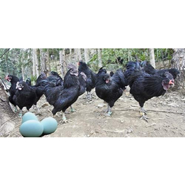 绿壳蛋鸡、绿壳蛋鸡绿壳率、易科麦种禽(多图)