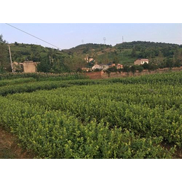 贵州蓝莓苗木|百色农业|出售蓝莓苗木