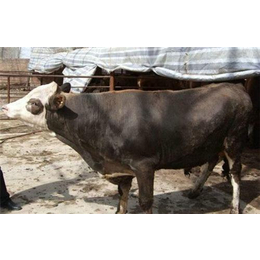 夏洛莱牛养殖成本|四川夏洛莱牛|万隆畜牧养殖缩略图