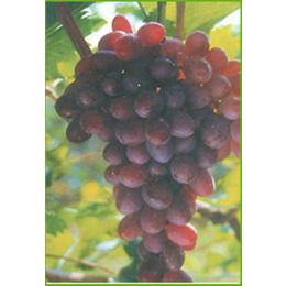 爱博欣农业(图)、常熟葡萄种苗、葡萄种苗