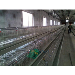 蛋鸡养殖笼具、牧辰畜牧、生产蛋鸡养殖笼具厂家