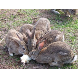 黑龙江杂交野兔养殖、盛佳杂交野兔养殖加盟、盛佳生态养殖