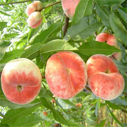 桃树苗、峡山湖果木培育基地、桃树苗价格