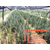 美国蓝杉,美国蓝杉生长速度,瑞天园林(多图)缩略图1