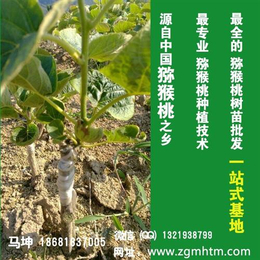 杭州猕猴桃树、猕猴桃树基地、坤威猕猴桃苗