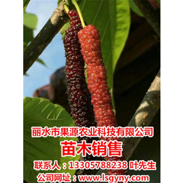 上海果树苗,果源农业(在线咨询),果树苗哪家好