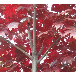 欧洲红栎的习性,山东黄河苗木公司****树苗供应商,欧洲红栎的价值