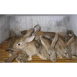 吉林奔月野兔,盛佳生态养殖(****商家),奔月野兔养殖好收益