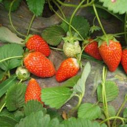 郑州法兰地草莓苗|泰达园艺场|法兰地草莓苗多少钱