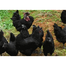 五黑鸡,新民卢屯公社,沈阳五黑鸡鸡蛋购买
