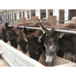 山东肉驴|肉驴养殖场|万隆牧业缩略图