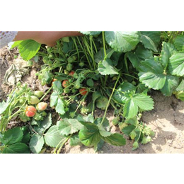 奶油草莓苗、龙鑫苗木(在线咨询)、*奶油草莓苗